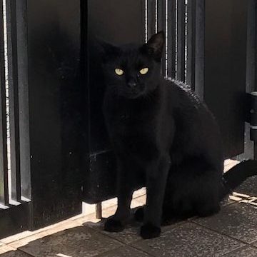 玄関先に来た黒猫