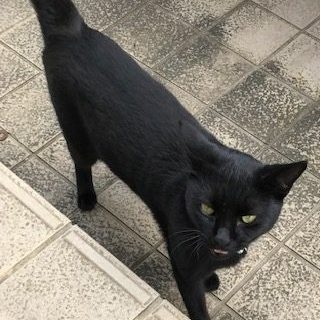 約束守ったぞ～というような鳴き声の猫