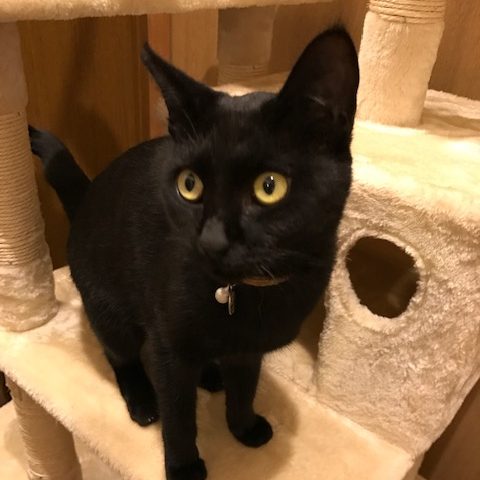 猫友達からキャットタワーを貰いました。先輩猫の匂いをチェックして、気に入ったのか、ここは私のニャ！と意思表示しています。