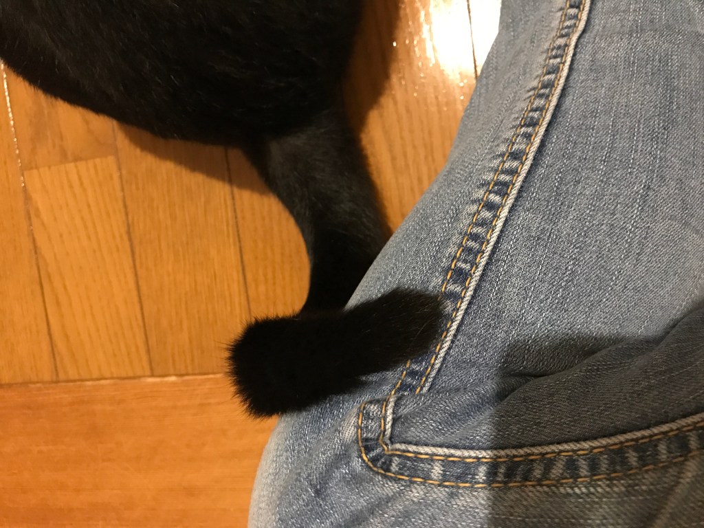 愛猫の彼女は、いつも一緒!とそっぽを向いていても尻尾で触れています。