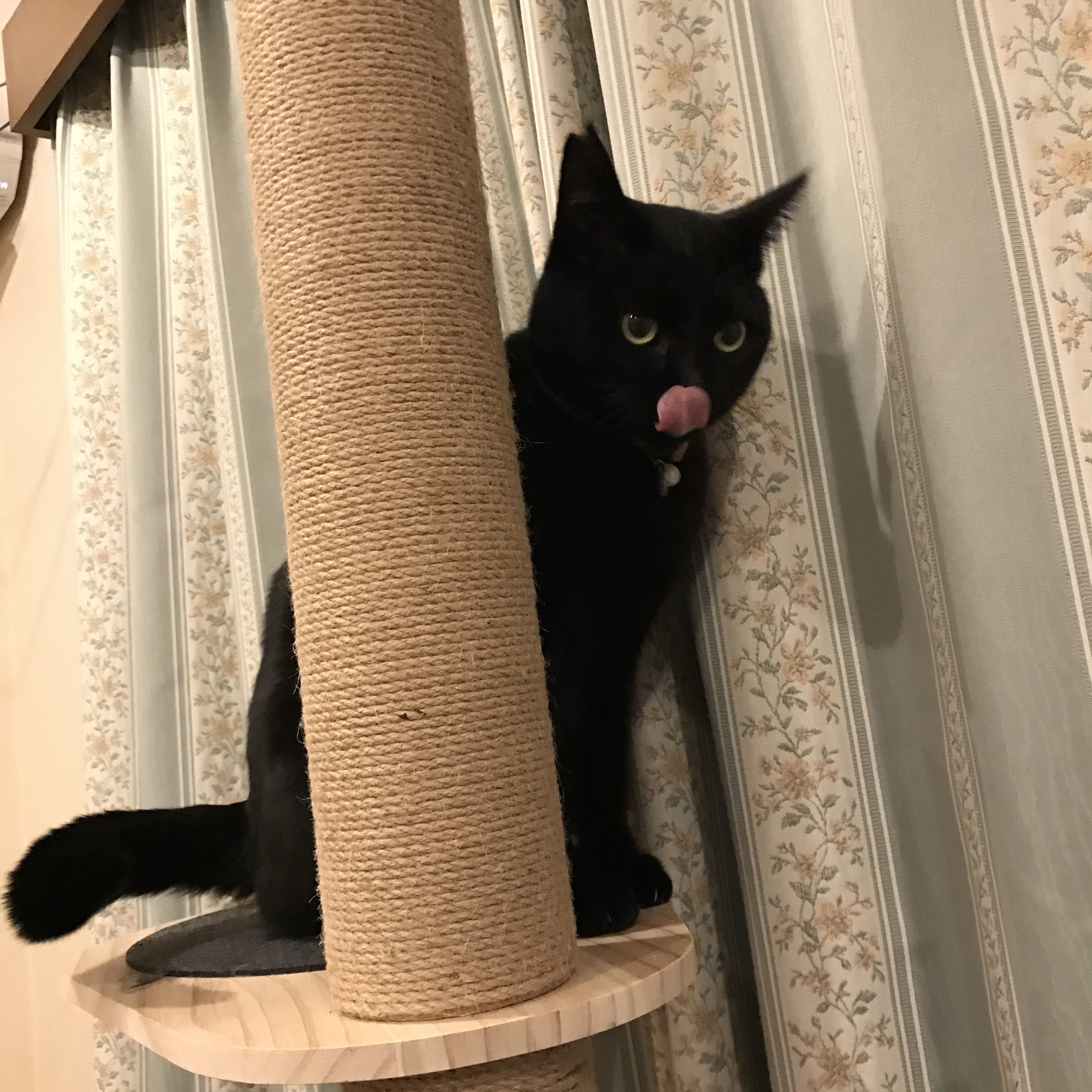 大計画の前の1歩として、突っ張りタワー型を買いました。愛猫もご満悦。