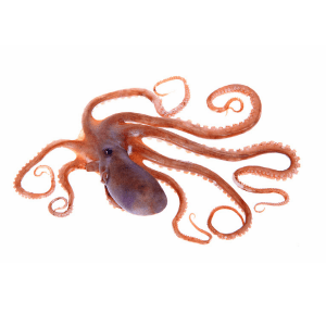 タコの写真。タコは生活習慣病を改善する、ビタミンB2・ナイアシン・ビタミンE・タウリン・鉄・亜鉛などのビタミン類が含まれているニャ。