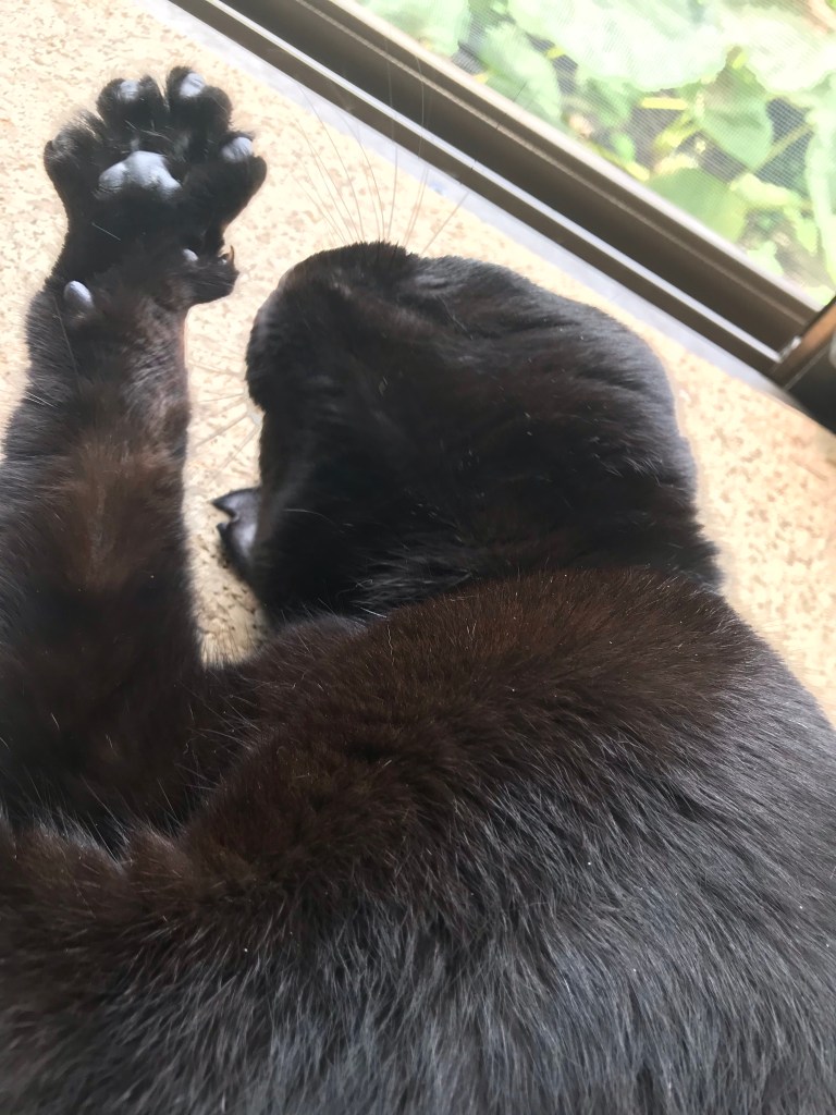 伸びをしながらモフってアピールの愛猫